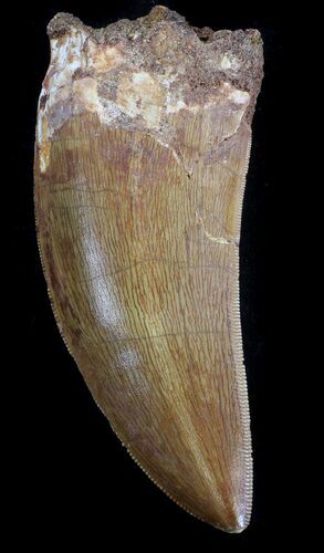 Carcharodontosaurus Tooth - Sweet Serrations #37424